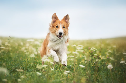 dog running in meadow