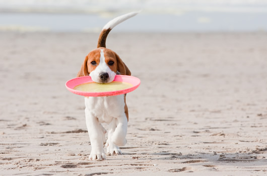 dog with frisbee